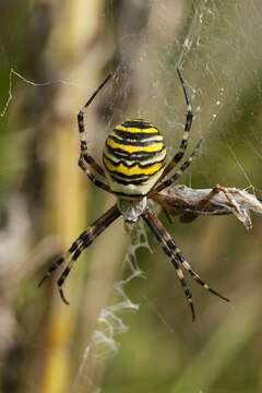 Image of Argiope