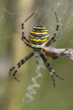 Image of Argiope