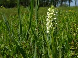 Image de Dactylorhiza incarnata subsp. ochroleuca (Wüstnei ex Boll) P. F. Hunt & Summerh.