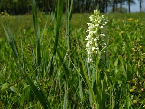 Image of Dactylorhiza incarnata subsp. ochroleuca (Wüstnei ex Boll) P. F. Hunt & Summerh.