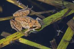 Image of true frogs