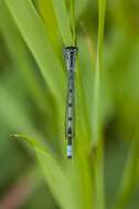 Image of bluet