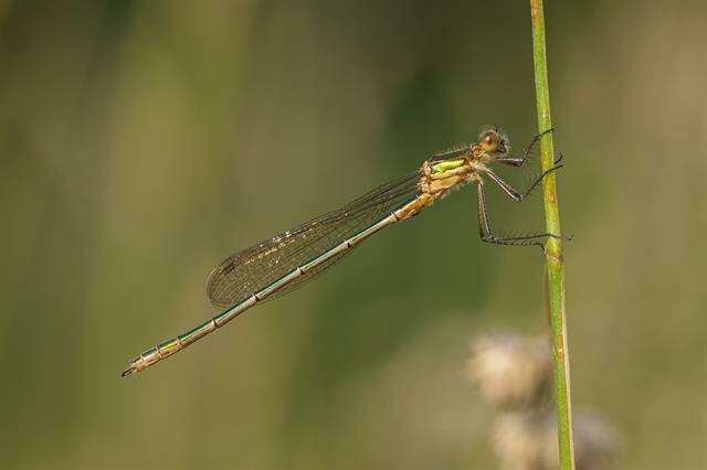 Image of spreadwings