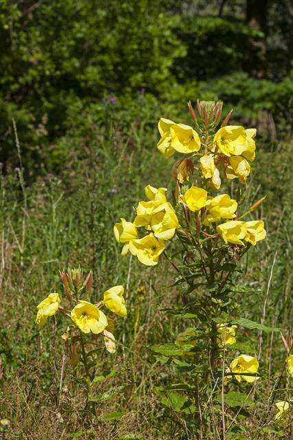 Image of evening primrose