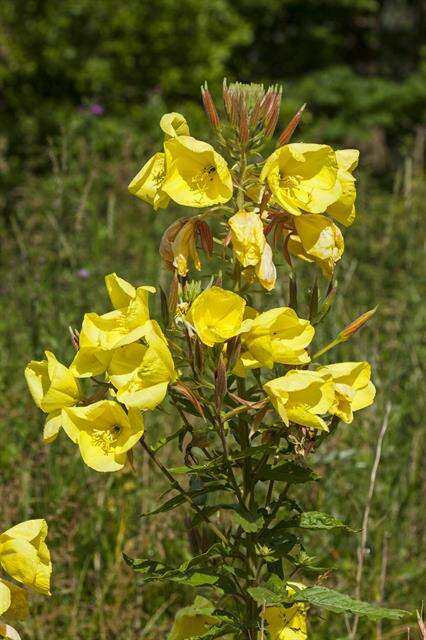 Image of evening primrose