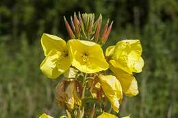 Image of evening primrose