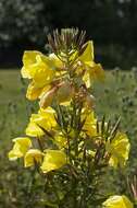 Image of evening primrose