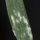 Image of Barley powdery mildew