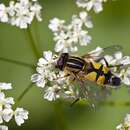 Image of Large Tiger Hoverfly