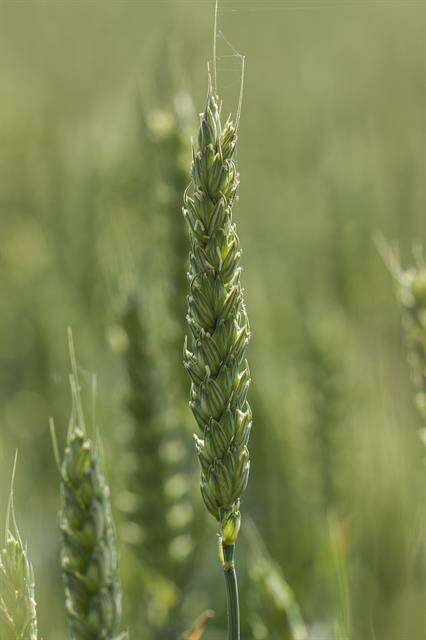 Image of wheat