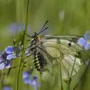 Parnassius mnemosyne (Linnaeus 1758) resmi