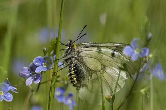 Parnassius resmi