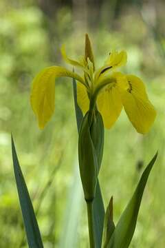 Image of iris