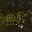 Image of Ranunculus trichophyllus subsp. trichophyllus