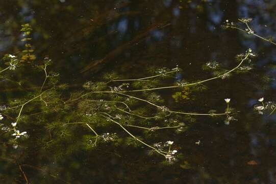 Ranunculus trichophyllus Chaix的圖片