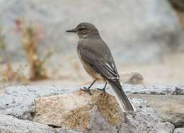 Image of Shrike-tyrant