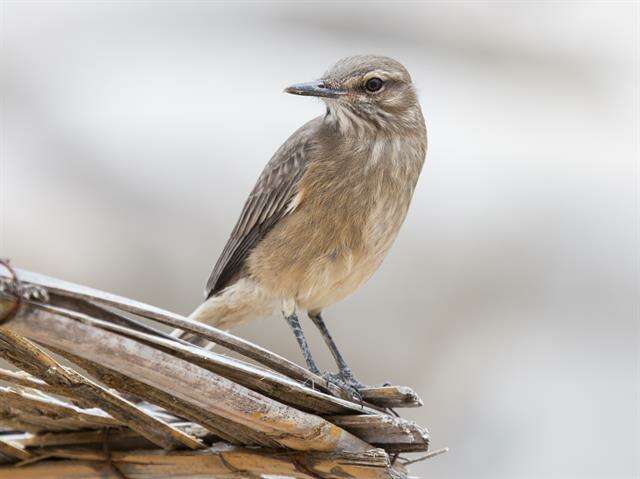 Image of Shrike-tyrant