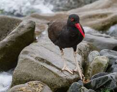 Image of oystercatchers