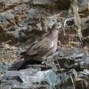 Image of Black-winged Ground Dove