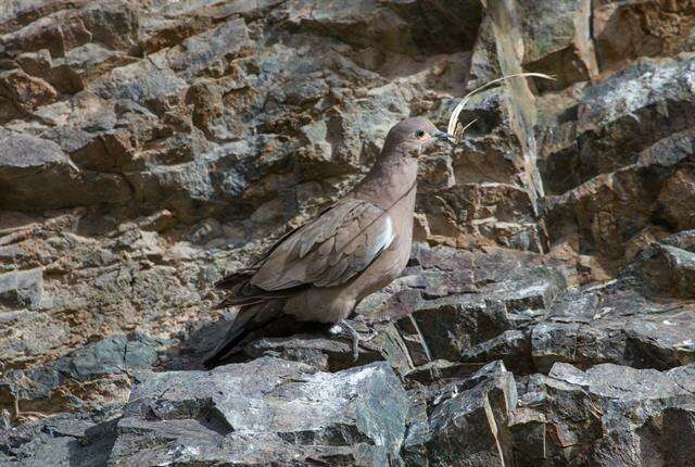 Image of Ground doves