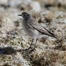 Image of Ochre-naped Ground Tyrant