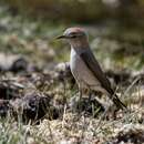 Image of Rufous-naped Ground Tyrant