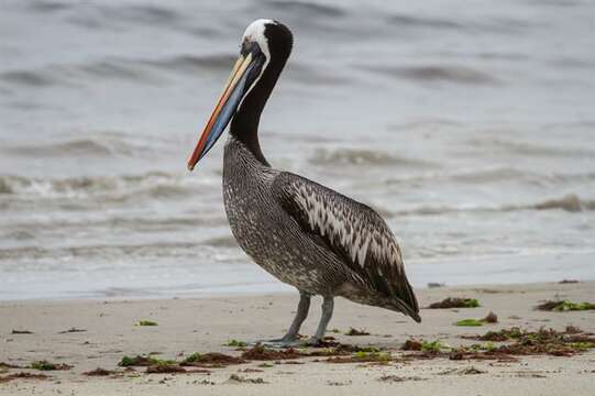 Image of pelicans