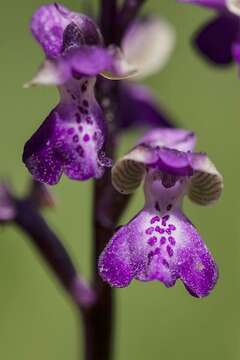 Image of Anacamptis