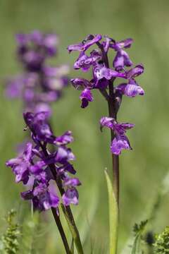 Image of Anacamptis