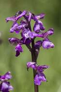 Image of Anacamptis