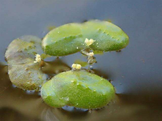 Image of turion duckweed