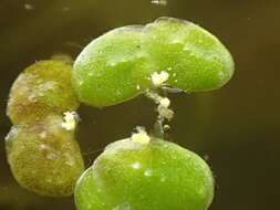 Image of turion duckweed