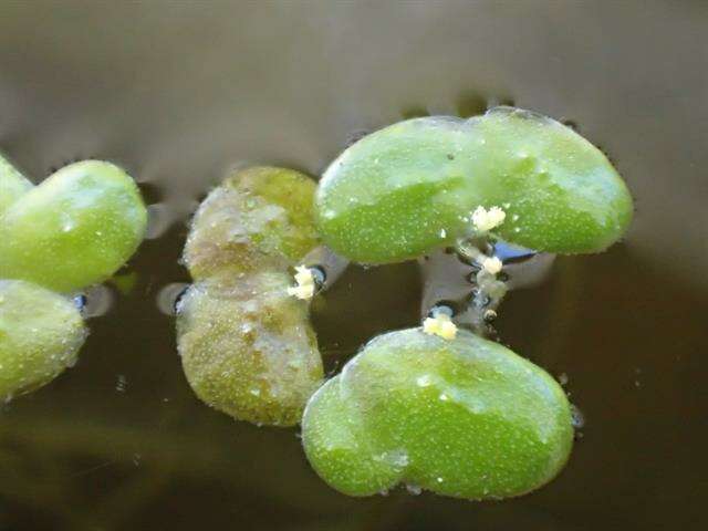 Image of turion duckweed