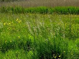 Image of hairgrass