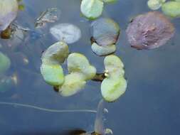 Image of turion duckweed