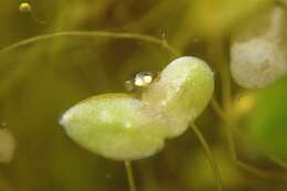 Image of turion duckweed