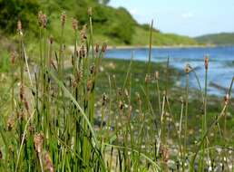 Image of Slender Spike-rush