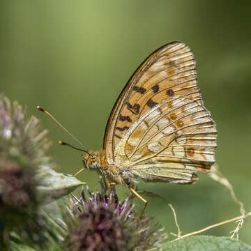 Image of High brown fritillary