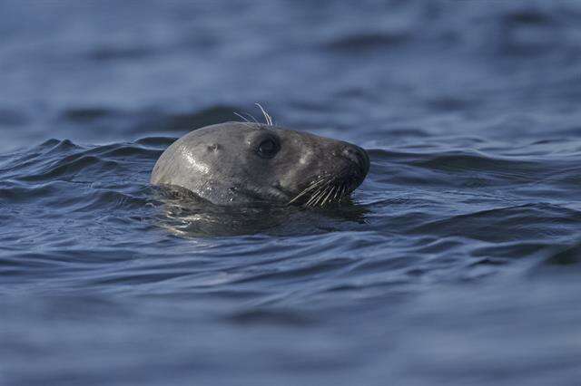 Imagem de Halichoerus Nilsson 1820