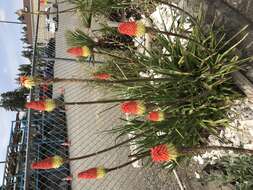 Imagem de Kniphofia uvaria (L.) Oken