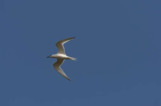 Image of Sandwich tern