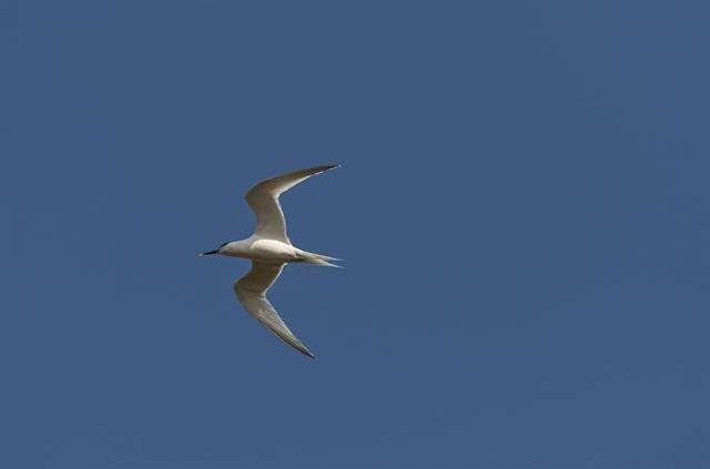 Image of Sandwich tern