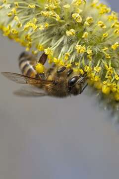 Image of honey bees