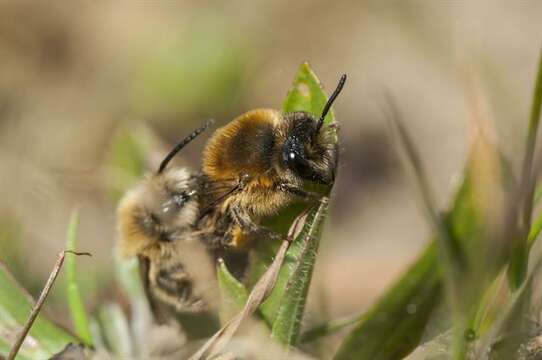 Image of Cellophane bees