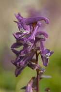 Слика од Corydalis