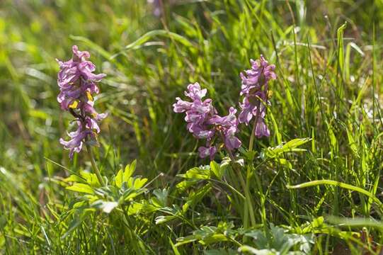 Слика од Corydalis