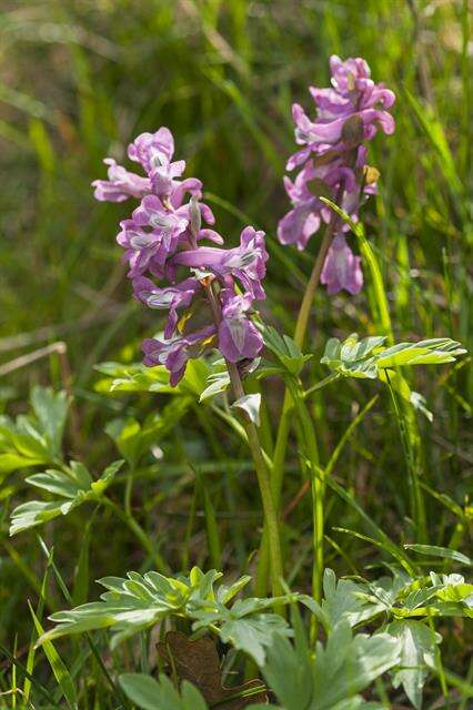 Слика од Corydalis