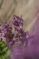 Слика од Corydalis