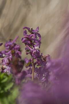 Слика од Corydalis