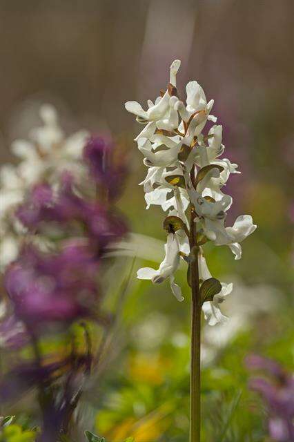 Слика од Corydalis